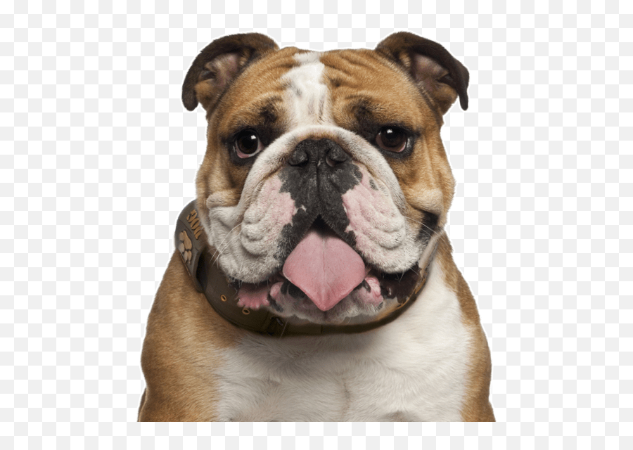 English Bulldog Png Transparent - English Bulldog 5 Years Old,Bulldog Png