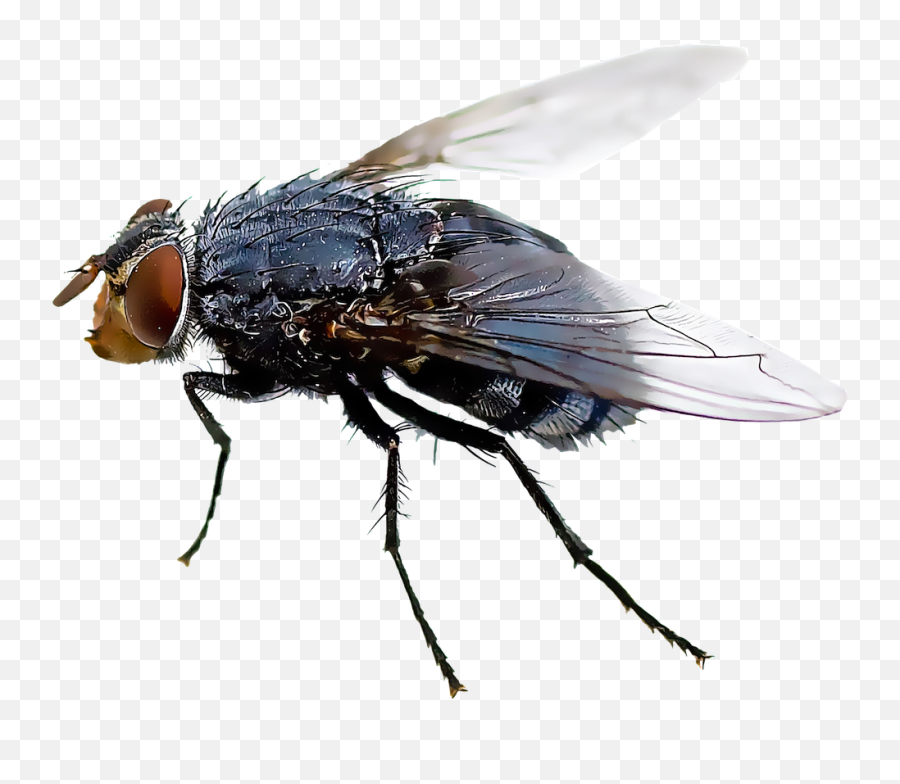 Fly Png Transparent - House Fly Png,Fly Png