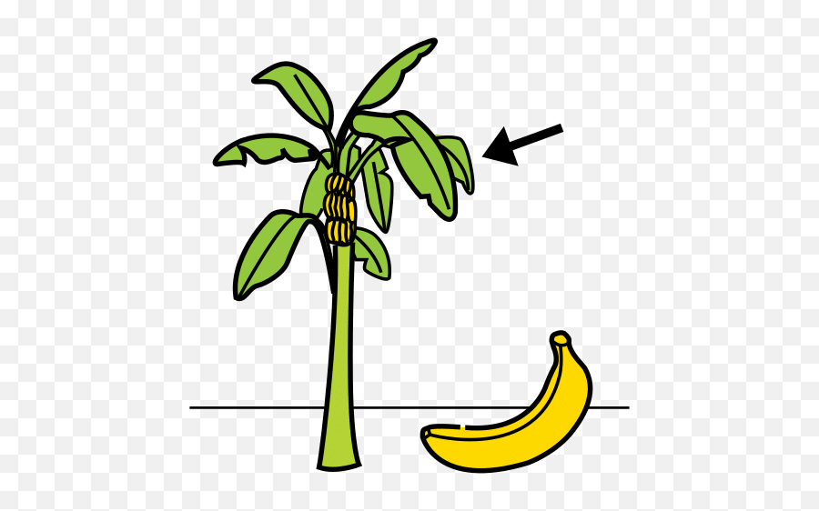 Banana Tree In Arasaac Global Symbols - Clip Art Png,Banana Tree Png