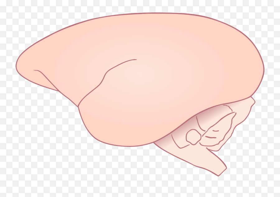 Side View Of Marmoset Brain - Illustration Png,Cartoon Brain Png