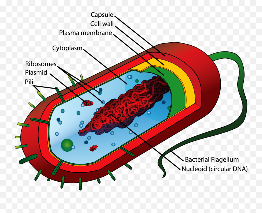 Download Bacteria Cell Structure - Plasma Membrane In Cell Png,Bacteria Transparent
