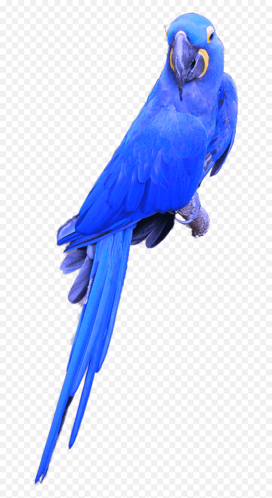 Blue Hyacinth Macaw Png Transparent - Hyacinth Macaw Png,Macaw Png