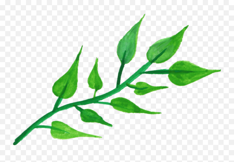 Leaf Vol - Leaves On A Stem Png,Mint Leaves Png