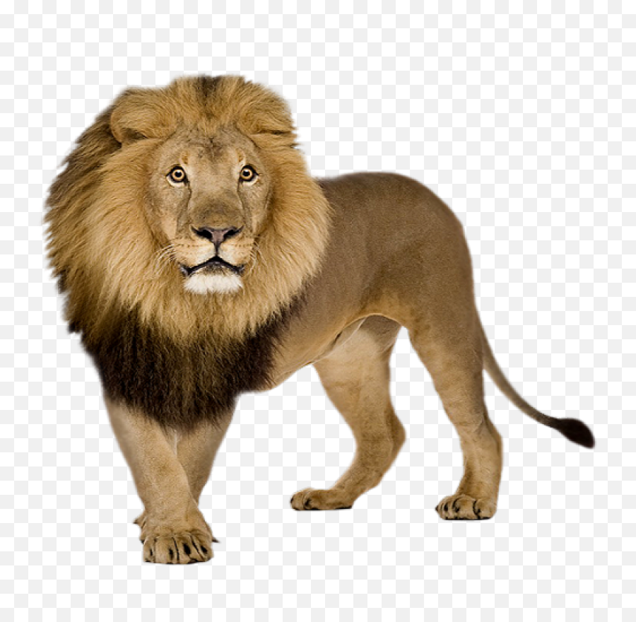 Lions Png Images And Lion Clipart Free - Lion Png,Lion Roar Png