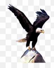 Bald Eagle Bird Clip Art - wings png download 561 Flying Pictures Free Download