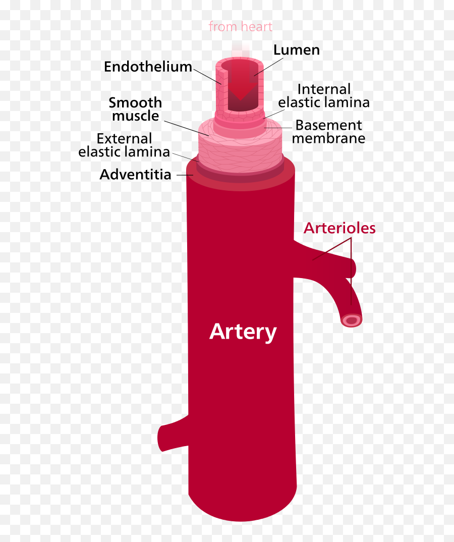 Difference Between Artery And Vein - Artery By Kelvinsong Png,Veins Png