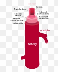 Difference Between Artery And Vein - Artery By Kelvinsong Png,Veins Png