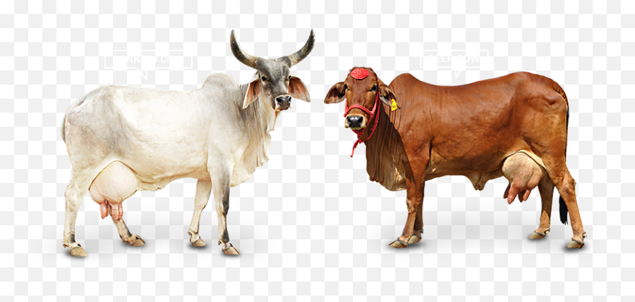 Animal - Cowfreepngtransparentbackgroundimagesfree Gir Cow Png,Cattle Png