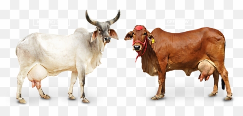 Animal - Cowfreepngtransparentbackgroundimagesfree Gir Cow Png,Cattle Png