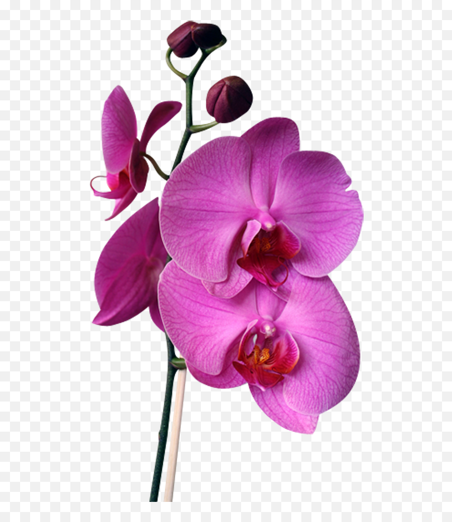 Orchid Clipart Live Transparent Free For - Flor Cattleya Png,Orchids Png