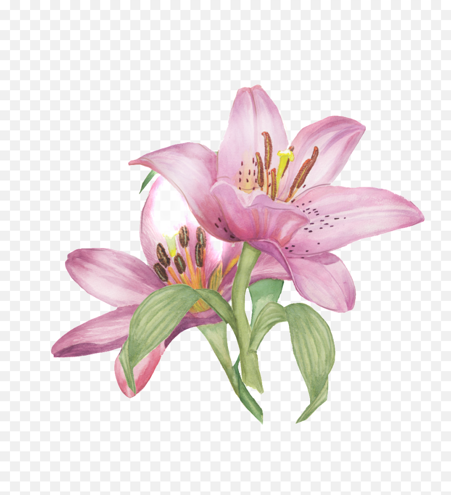 Painted Flowers Png