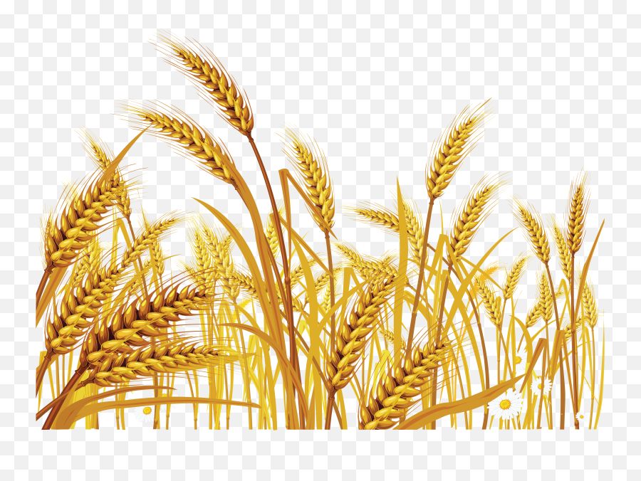 Wheat Transparent Png Clipart Images Free Download - Free Wheat Png,Grains Png