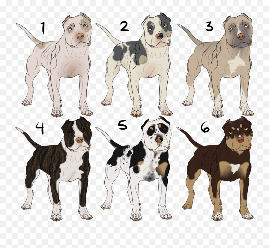 Drawn Pit Bull Bully Pitbull - Ticking American Bully American Bully Piebald Png,Pit Bull Png