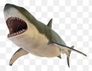 Library Transparent Shark Fin Png - Transparent Background Shark Fin Png,Fin Png