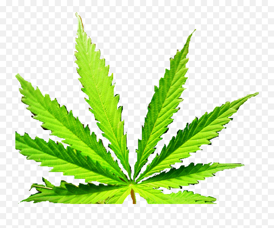 16 Marijuana Leaf Gurj - Plantation Png,Marijuana Leaf Transparent