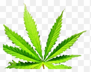 16 Marijuana Leaf Gurj - Plantation png