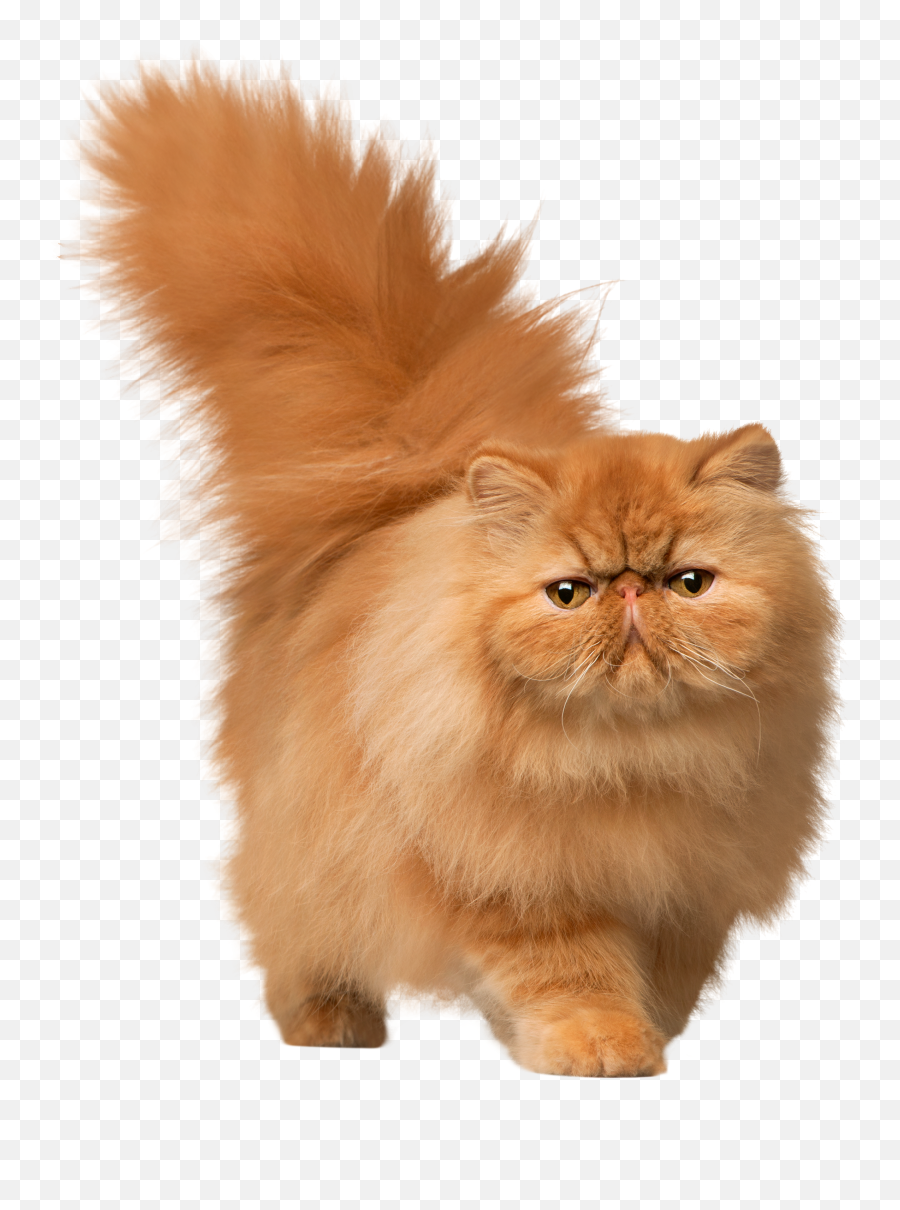 Library Of Clipart Stock Cat Png Files Art 2019 - Short Hair Persian Cat,Anime Cat Png
