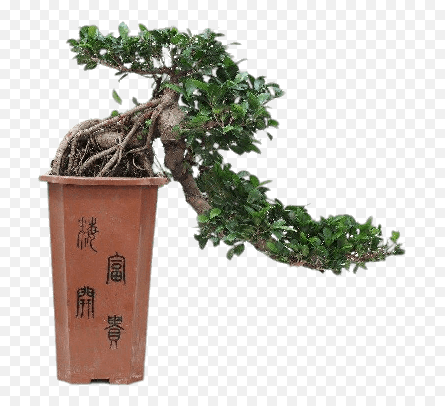 Cascade Bonsai Transparent Png - Stickpng Full Cascade Cascade Bonsai,Bonsai Tree Png