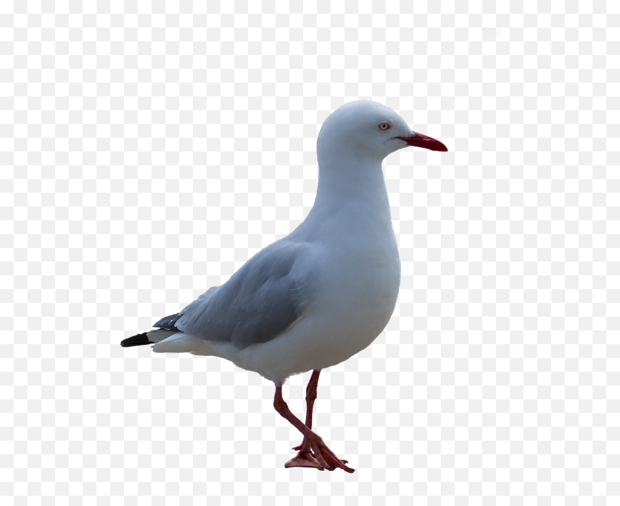 Seagull Bird Coast - Bird With White Background Seagull Png,Seagull Png