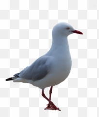 Seagull Bird Coast - Bird With White Background Seagull Png,Seagull Png