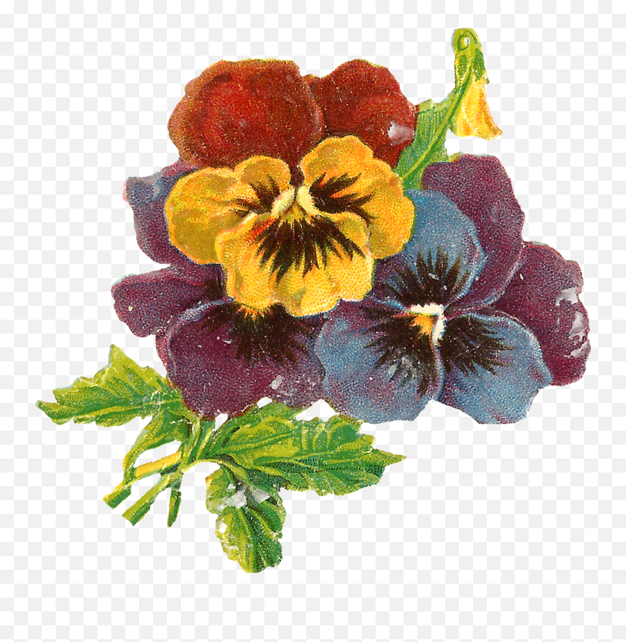 Download Flowers Art Floral Wildflower Pansy Botanical - Illustration Png,Wildflower Png
