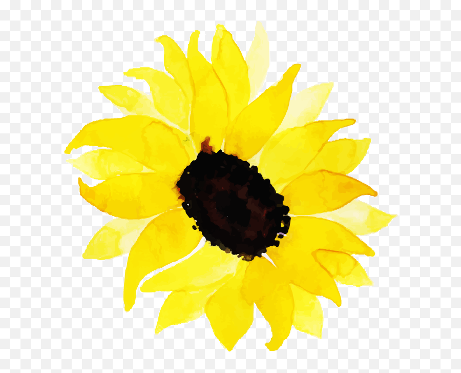 Free Png Watercolor Floral Sunflower