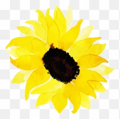Free Png Watercolor Floral