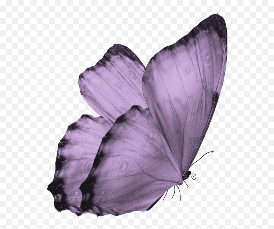 Transparent Background Translucent Butterfly Clipart - Transparent Background Butterfly Png,Butterflies Transparent Background