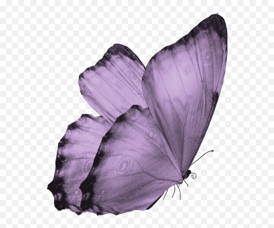 Transparent Background Translucent Butterfly Clipart - Transparent  Background Butterfly Png,Butterflies Transparent Background - free transparent  png images 