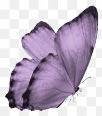 Transparent Background Translucent Butterfly Clipart - Png