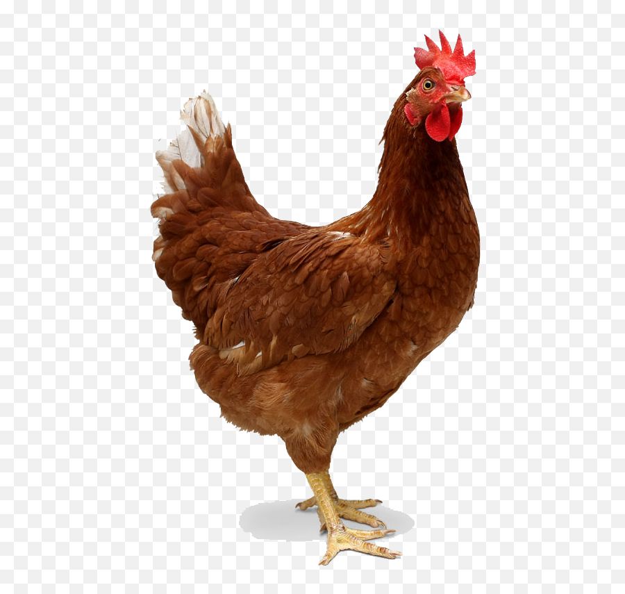 Chicken Transparent Png Image - Desi Murgi,Transparent Png