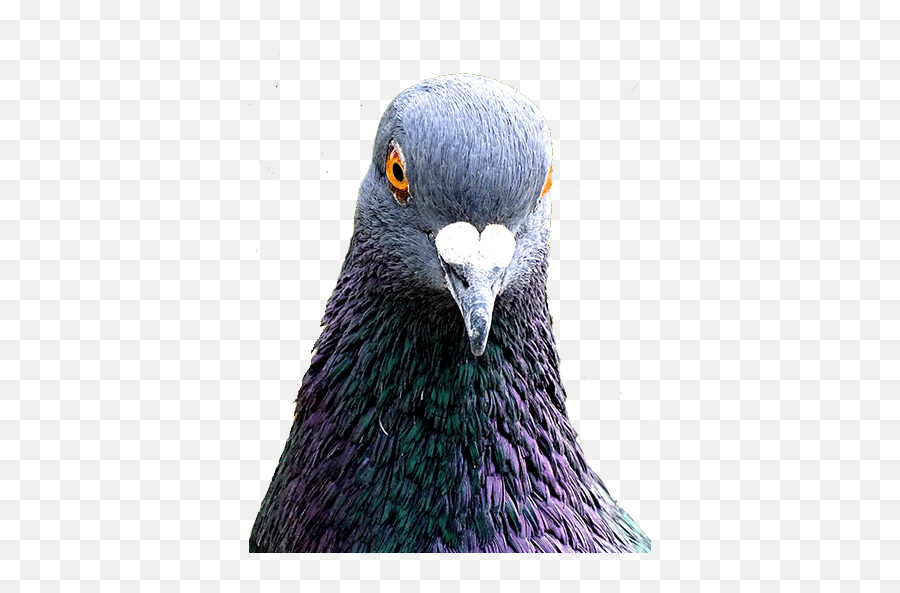 Avestus Group Bird Control London Division - Rock Dove Png,Pigeon Png