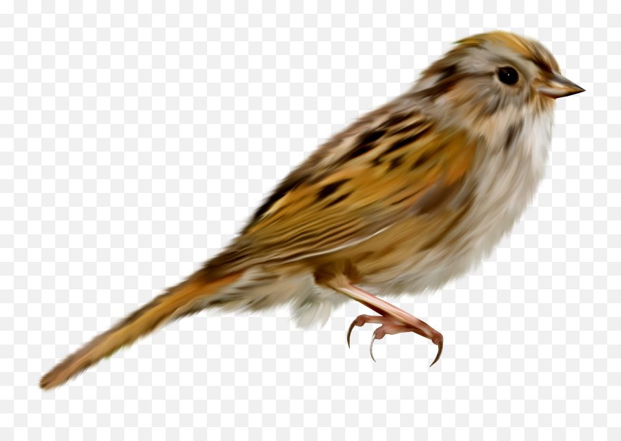 Sparrow Png Images Free Download - House Sparrow Png,Sparrow Png
