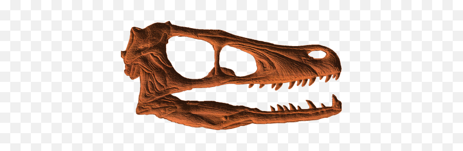 Velociraptor Mongoliensis Skull Representation Designed To - Skull Png,Velociraptor Png