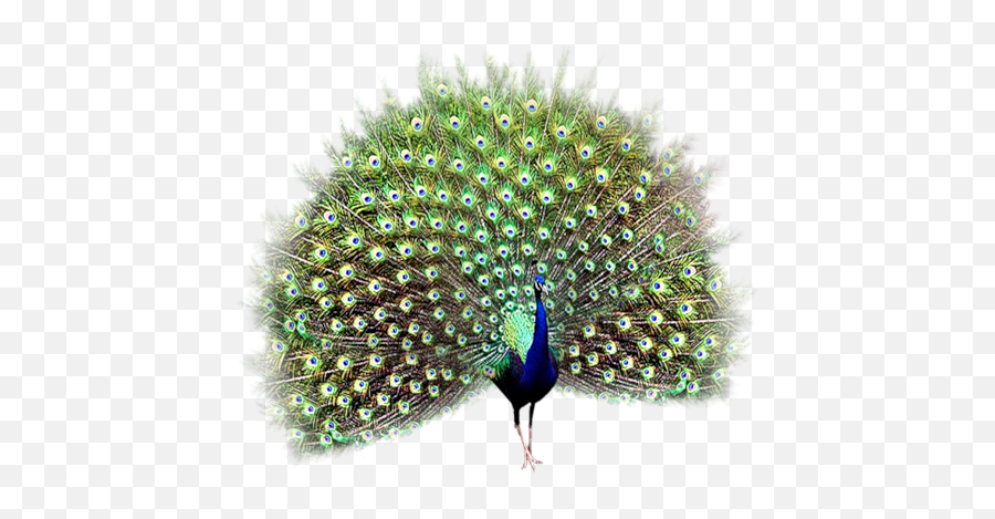 Peacock Png - Peehen Png,Peacock Png