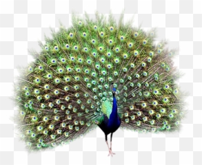 Peacock Png - Peehen Png,Peacock Png