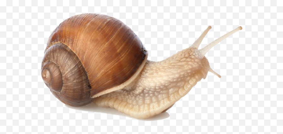 Png Snails - Snail Png,Snail Transparent