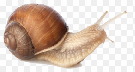 Png Snails - Snail Png,Snail Transparent