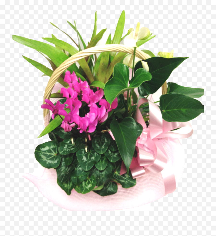 Full Size Png Image - Bouquet,Bougainvillea Png