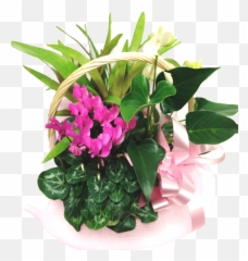 Full Size Png Image - Bouquet,Bougainvillea Png