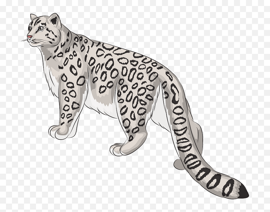 Snow Leopard Clipart - Transparent Snow Leopard Clipart Png,Snow Leopard Png