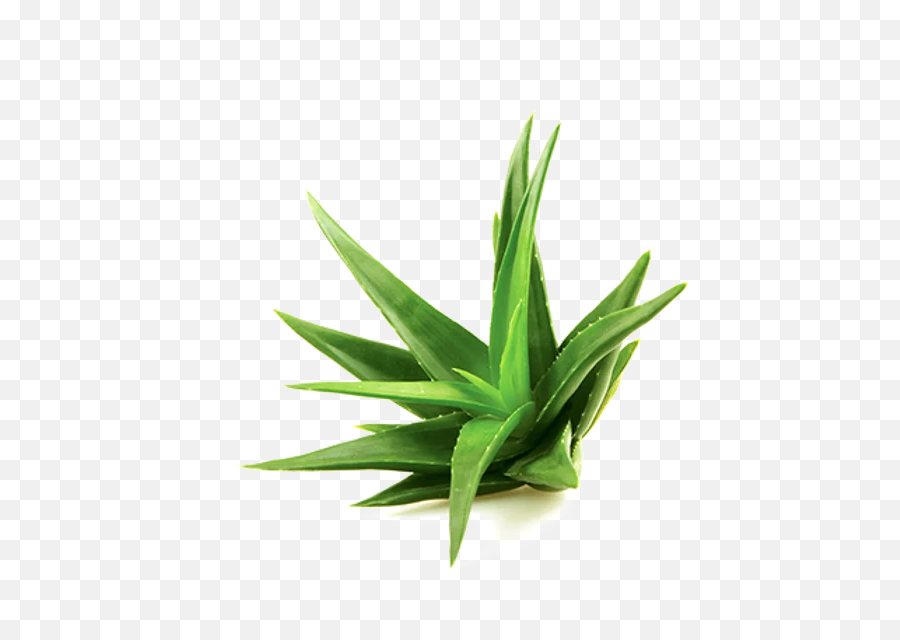 Download Aloe Png Image For Designing Projects - Free Alohe Png,Yucca Png