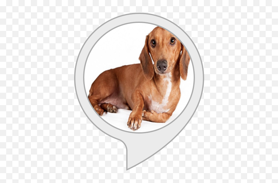 Amazoncom Best Dog Pets Dachshund Alexa Skills - Dachshund Png,Dachshund Png