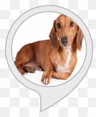 Amazoncom Best Dog Pets Dachshund Alexa Skills - Dachshund Png,Dachshund Png