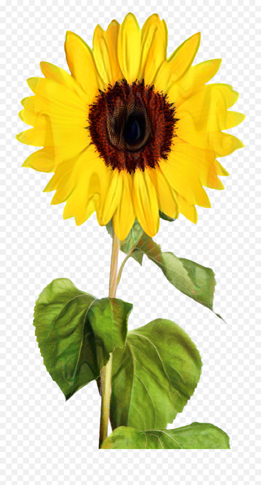 Portable Network Graphics Clip Art Transparency Image Vector - Transparent Sunflower Clip Art Png,Sunflower Emoji Transparent