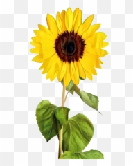 Portable Network Graphics Clip Art Transparency Image Vector - Transparent Sunflower Art png