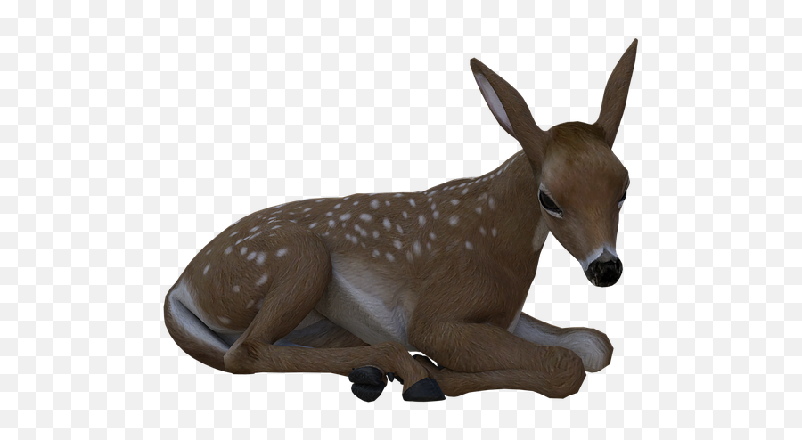 Fawn Deer Baby - Burro Png,Baby Deer Png