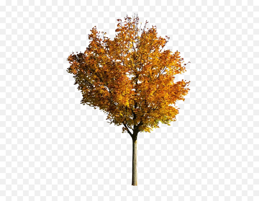 Fall Tree Png Photos Mart - Transparent Fall Tree Png,Trees Background Png