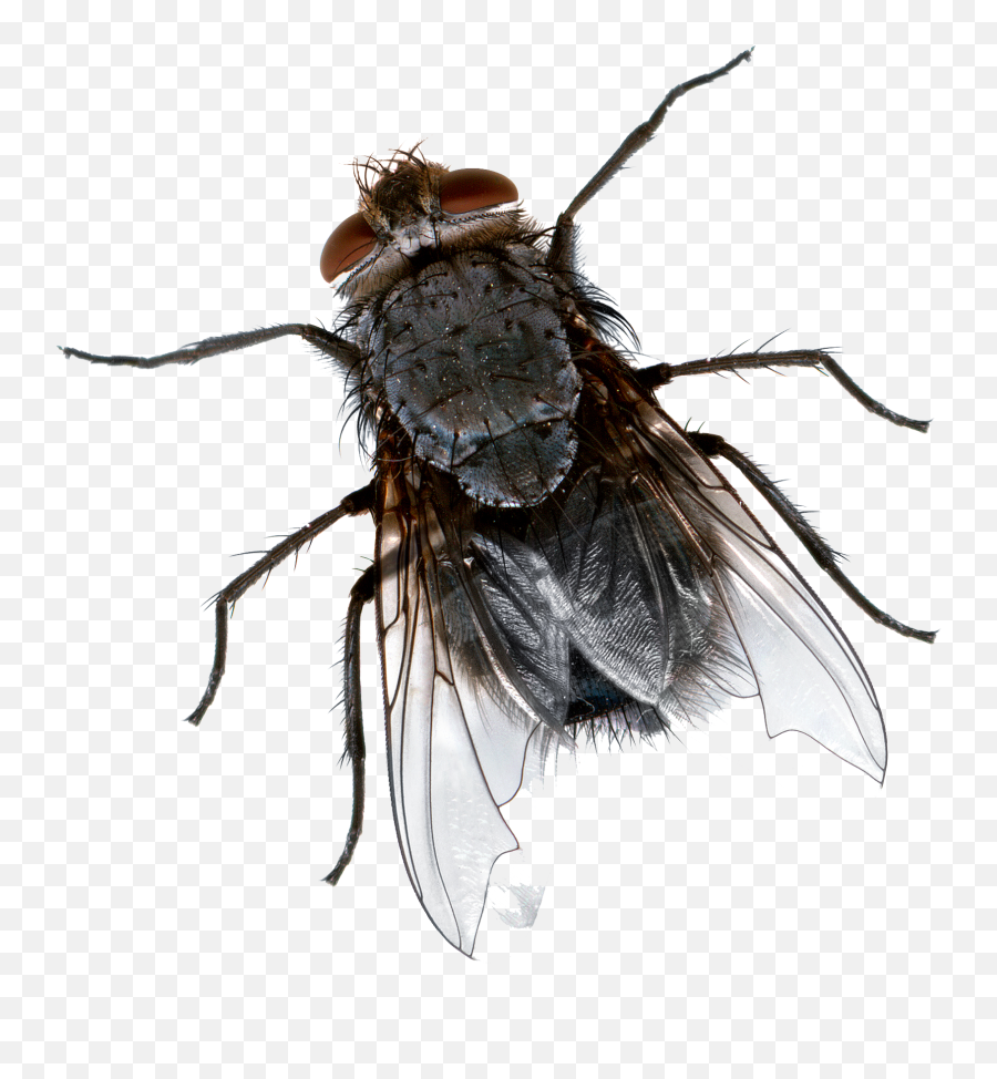 Download Fly Png Picture - House Fly Png,Fly Png