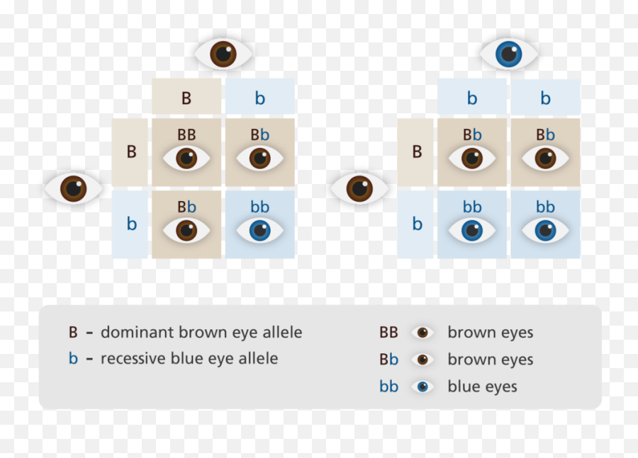 Download Image By U0026nbsp - Punnett Square Eye Colour Hd Png Dominant And Recessive,Glowing Eye Png